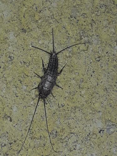 Ctenolepisma lineata